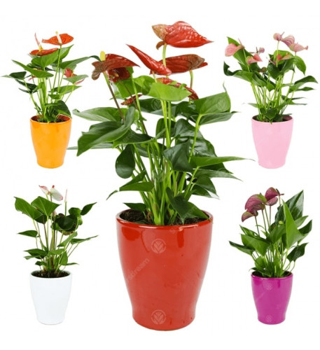 Anthurium in Ceramic Pot